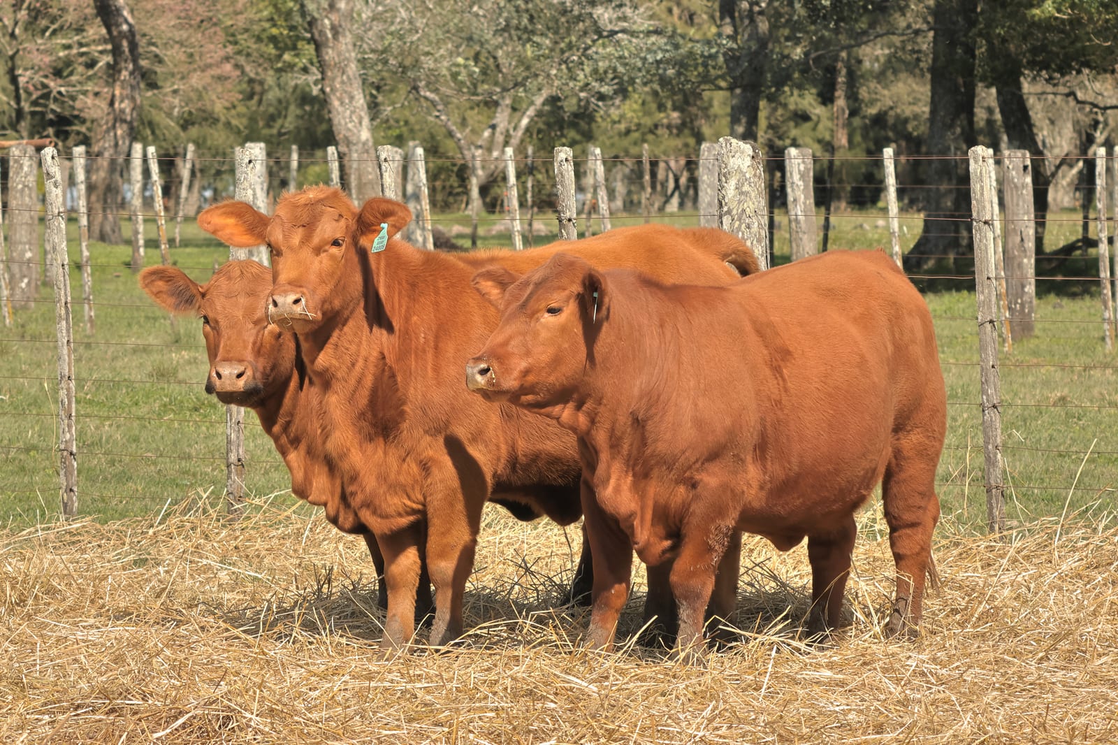 Lote de 3 vaquillonas