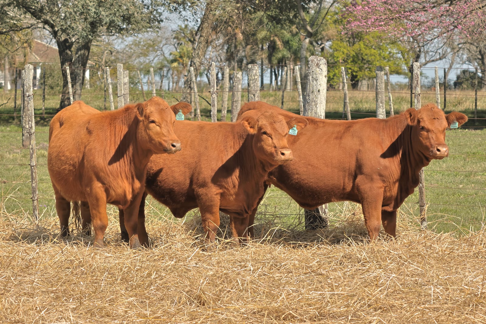 Lote de 3 vaquillonas
