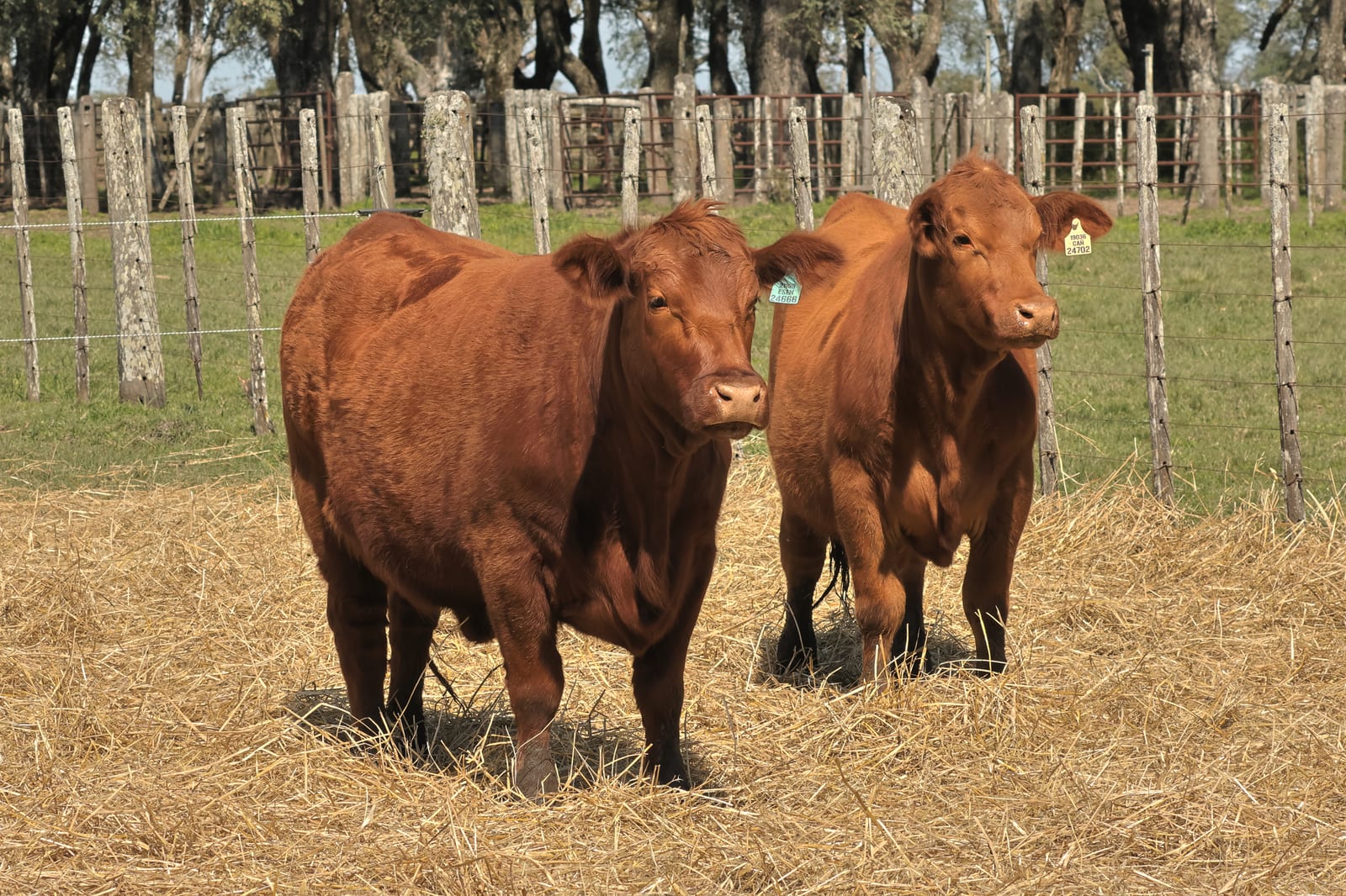 Lote de 2 vaquillonas