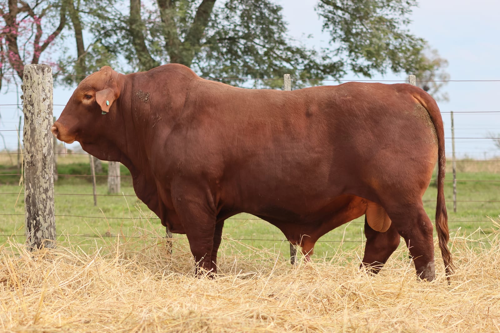 RINCON IBERA 24541 RDI RENEGADO