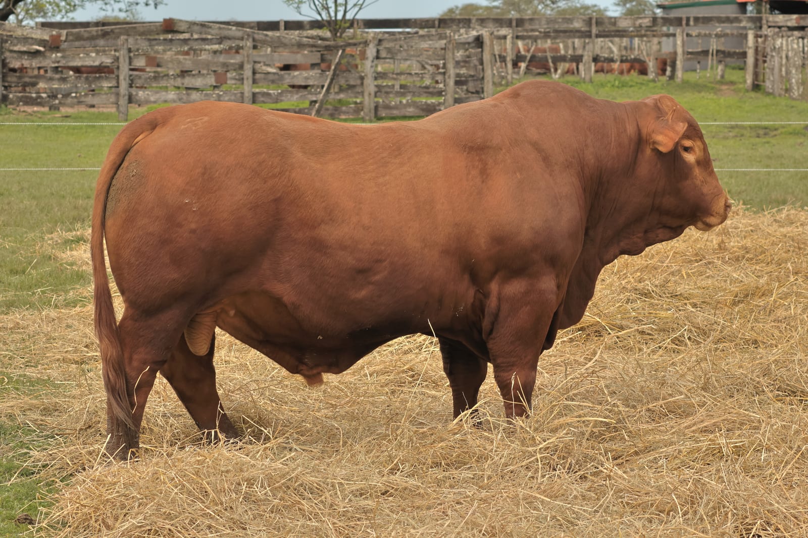 RINCON IBERA 24551 RDI RENEGADO FIV