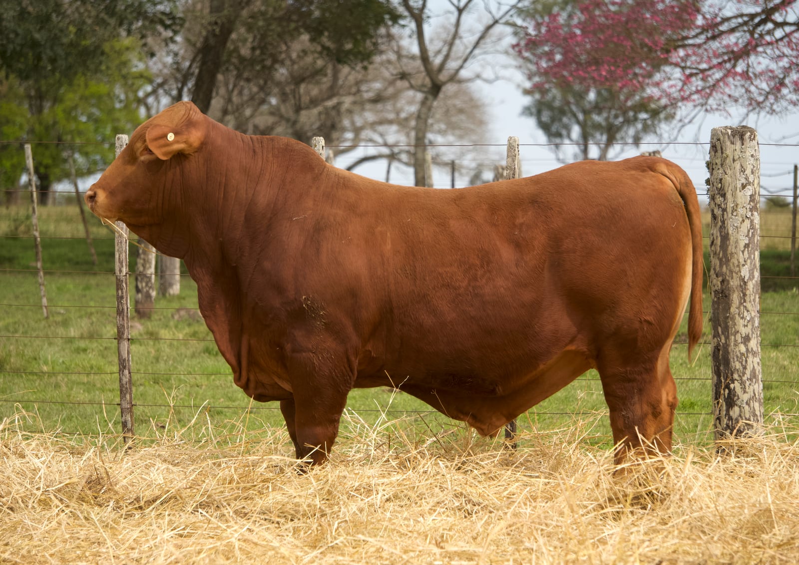 RINCON IBERA 24587 RDI_C VIAMONTE FIV