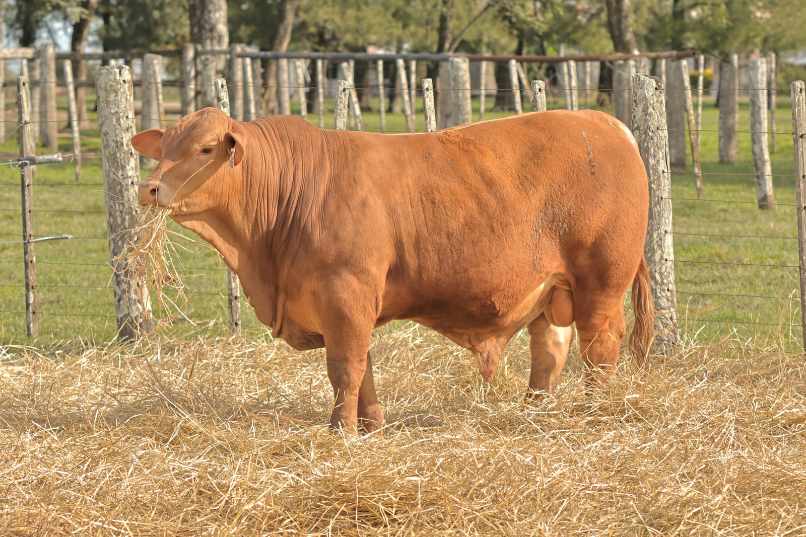 RINCON IBERA 24744 RDI MUNDIAL FIV
