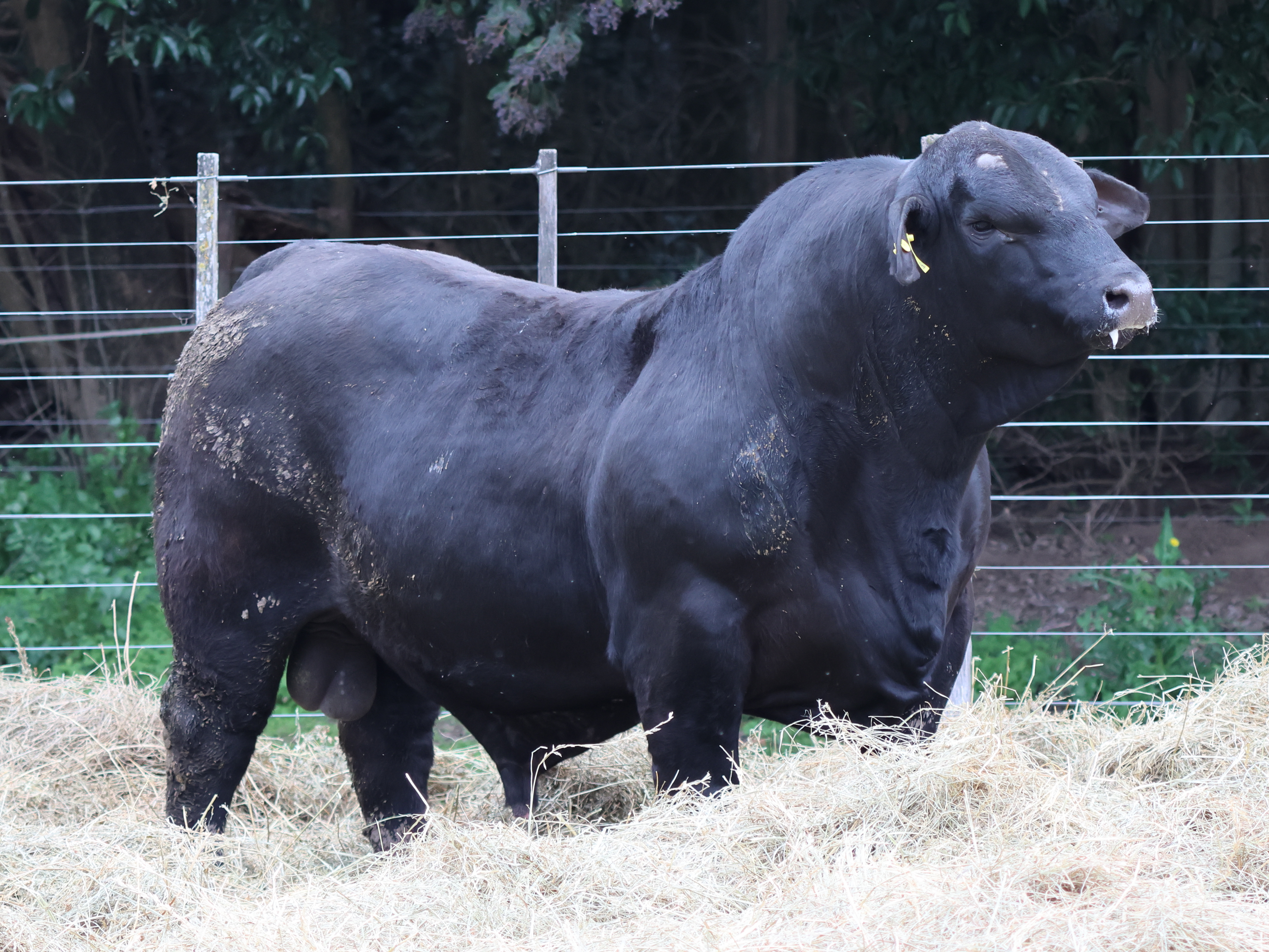 RINCON IBERA 23291 DRAGO 565 FIV