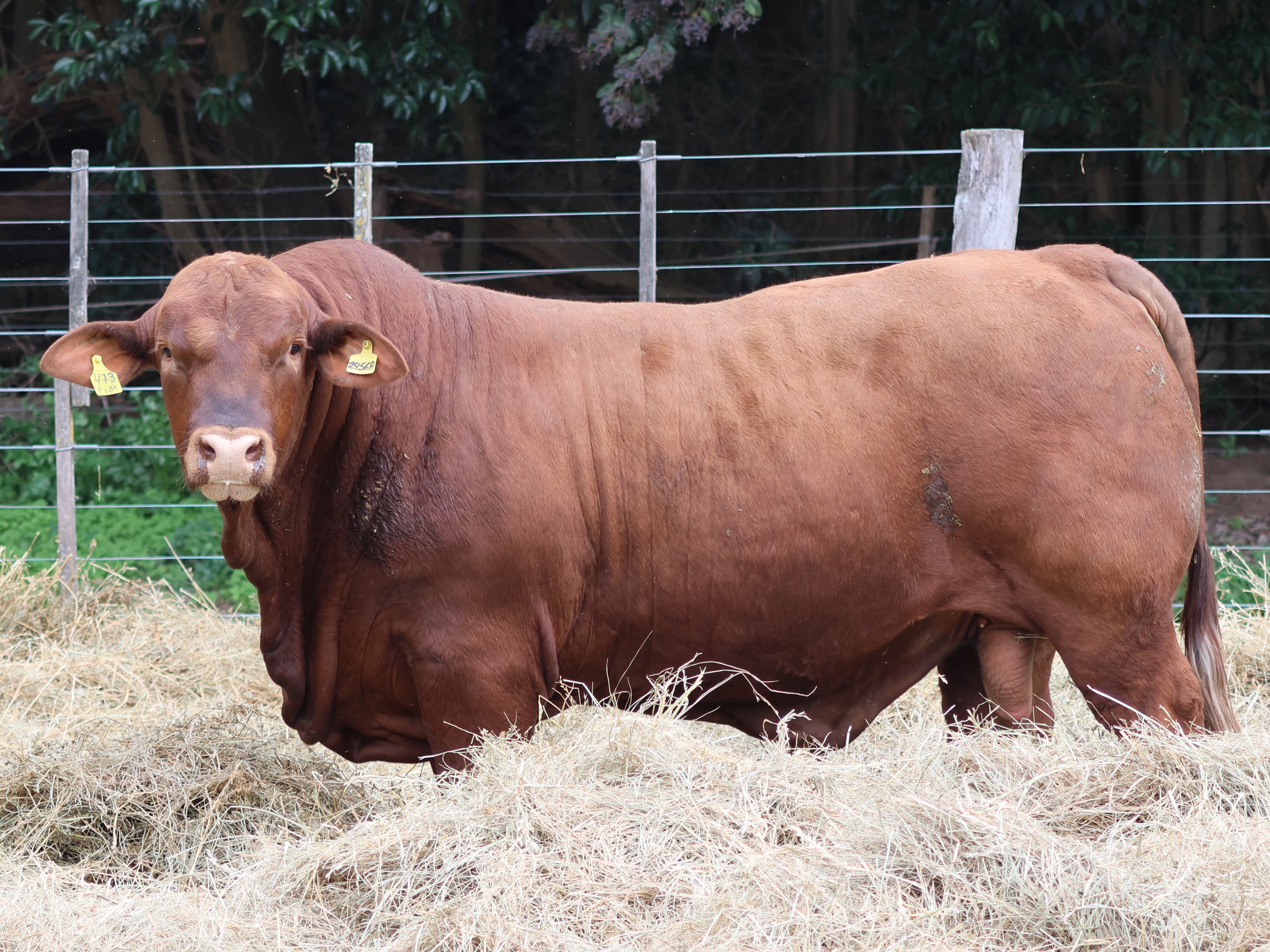 RINCON IBERA 24568 RIDEI PIMENTON FIV