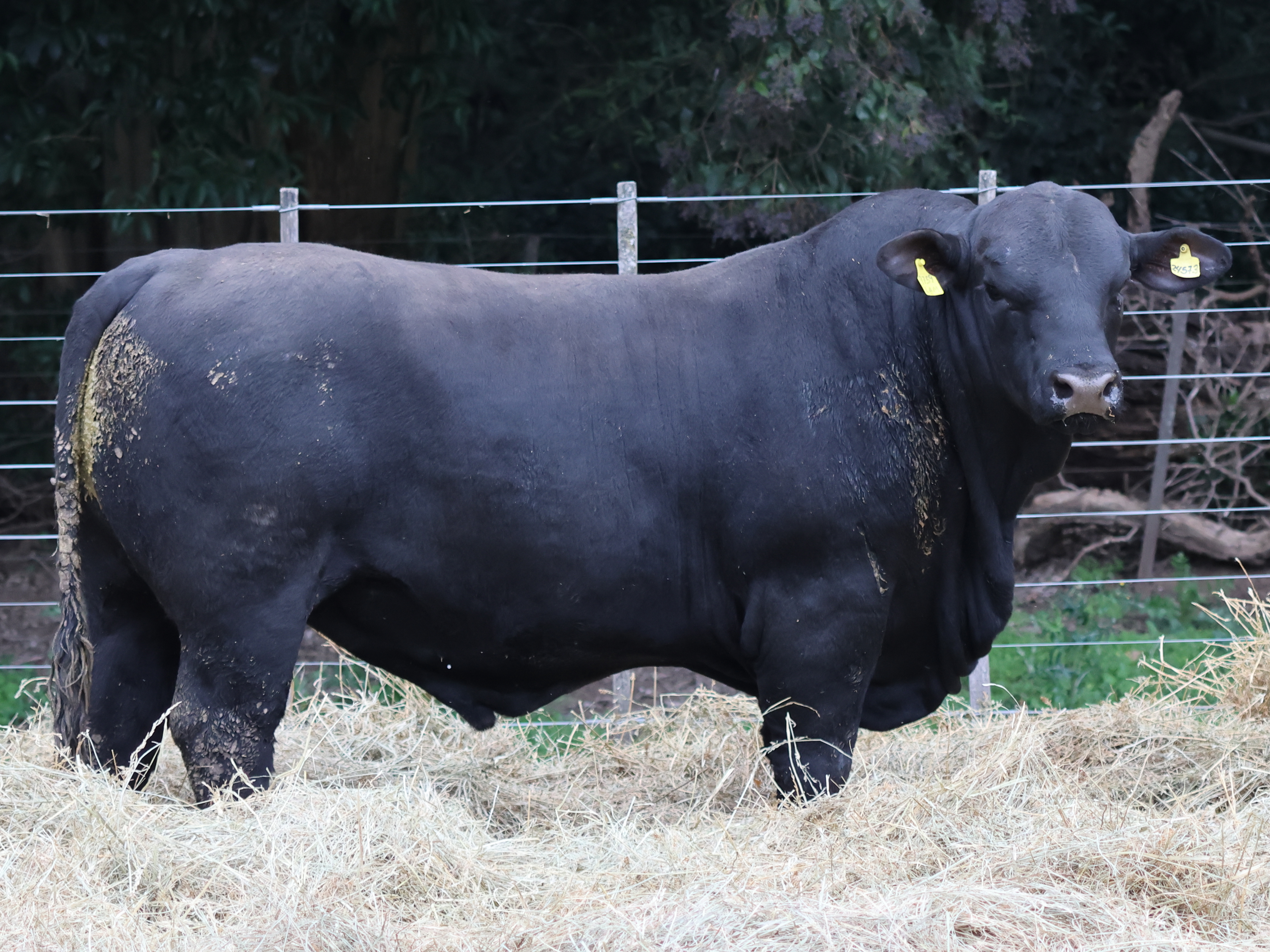 RINCON IBERA 24573 RIDEI LAMBARE FIV