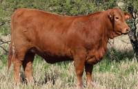 RINCON IBERA 24566 RIDEI CAÑONAZO FIV