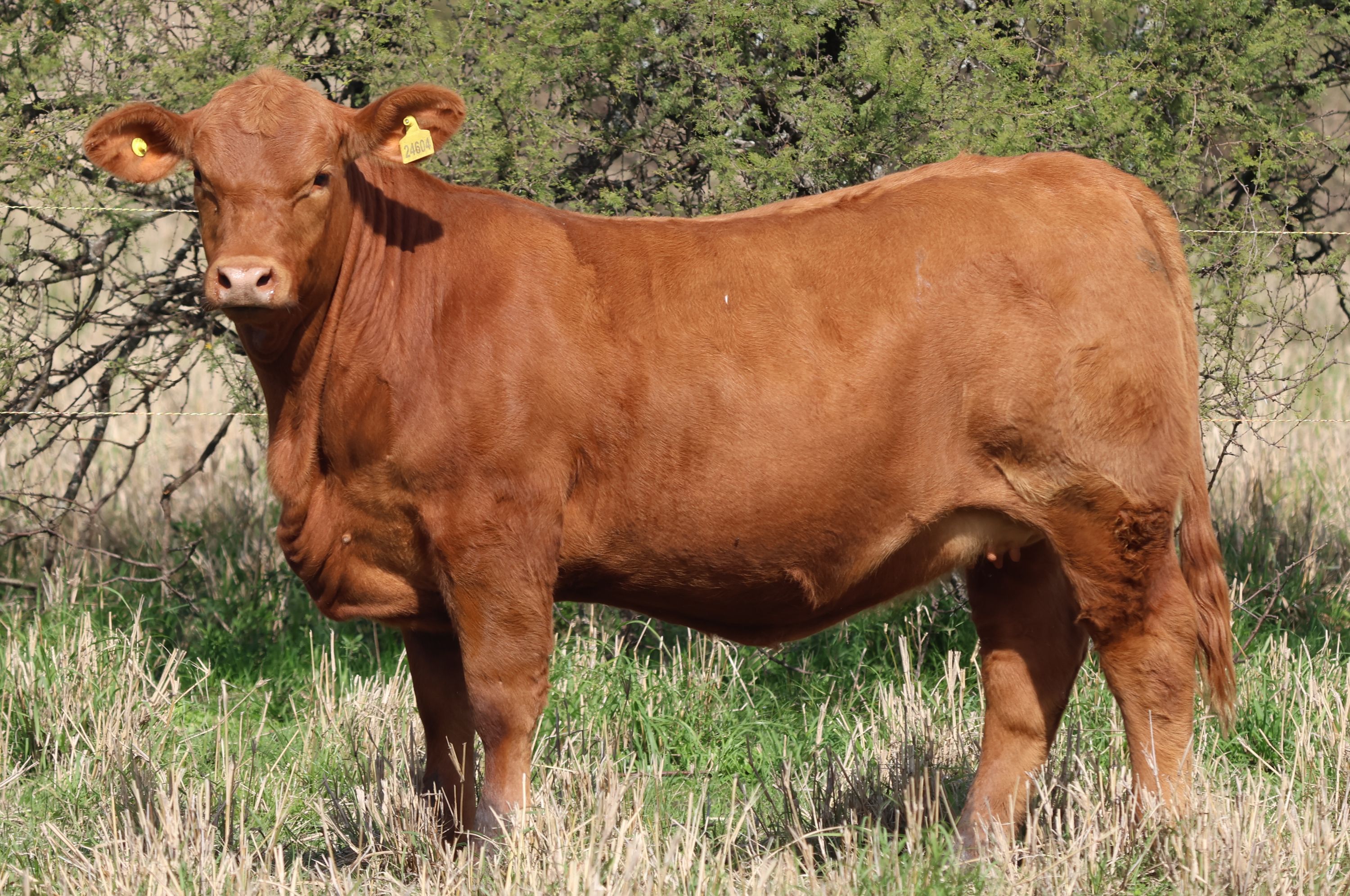 RINCON IBERA 24604 RIDEI PLATA FACIL FIV