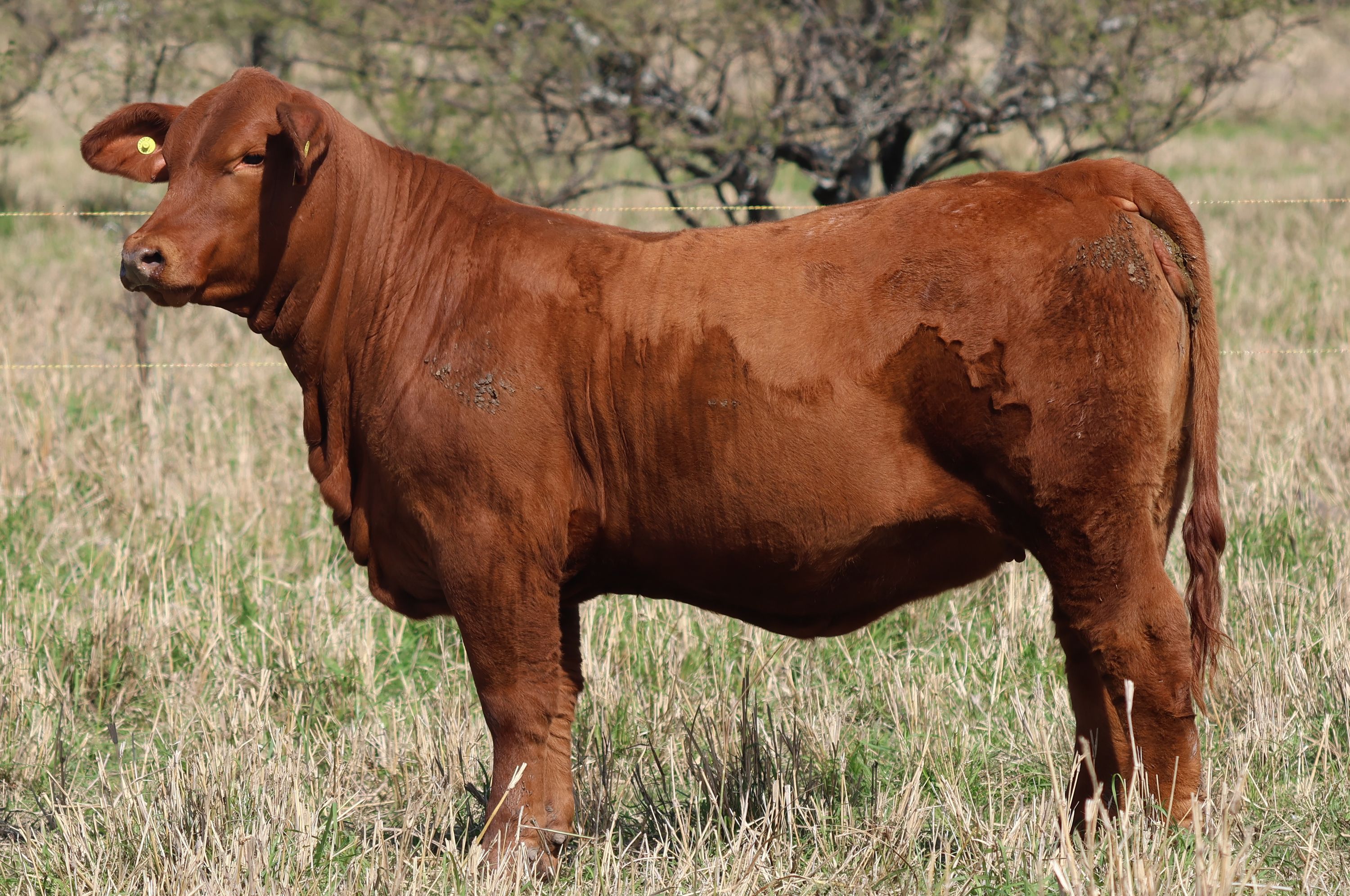 RINCON IBERA 24610 RIDEI FACHERO