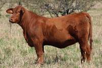 RINCON IBERA 24610 RIDEI FACHERO