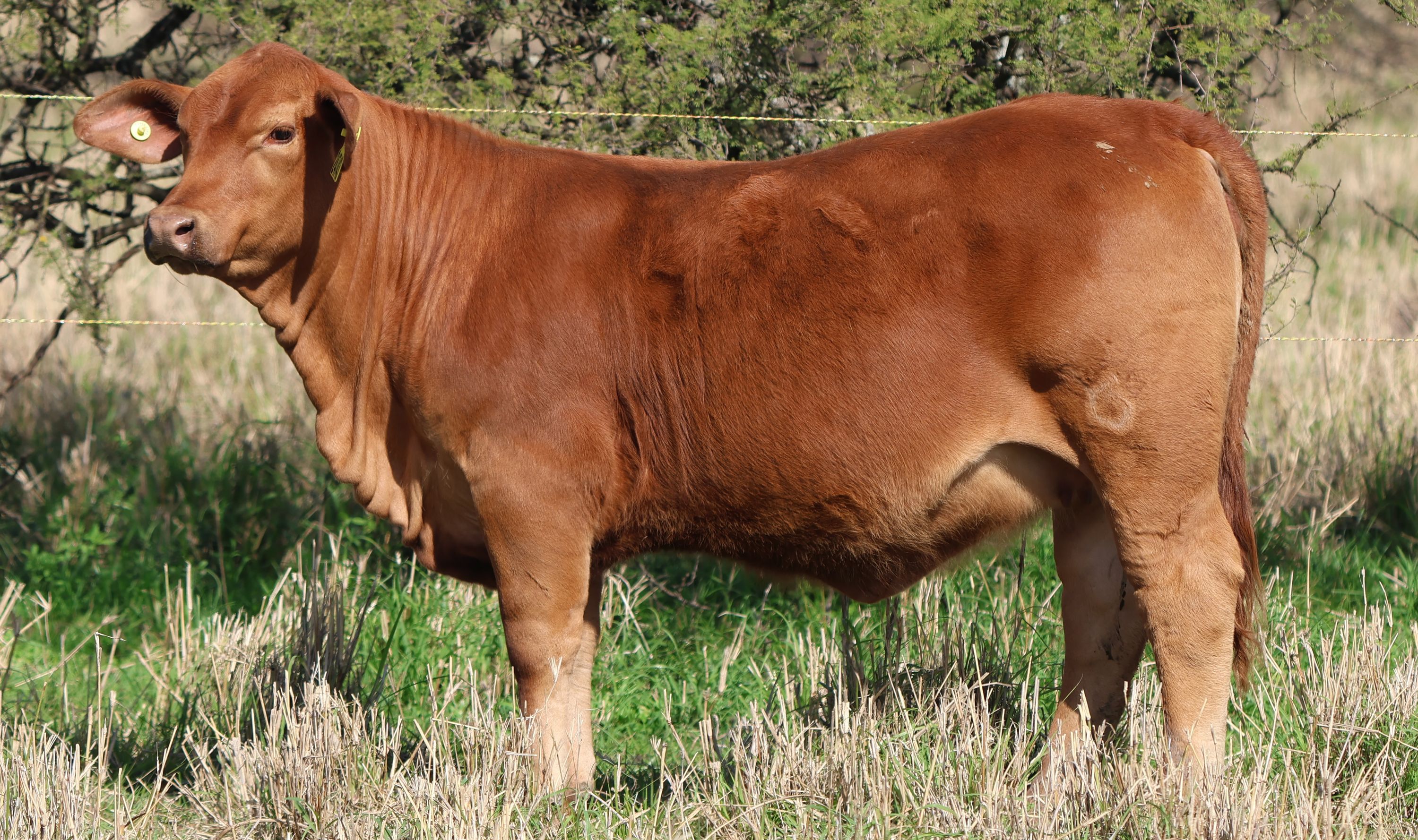RINCON IBERA 24743  RDI MUNDIAL FIV