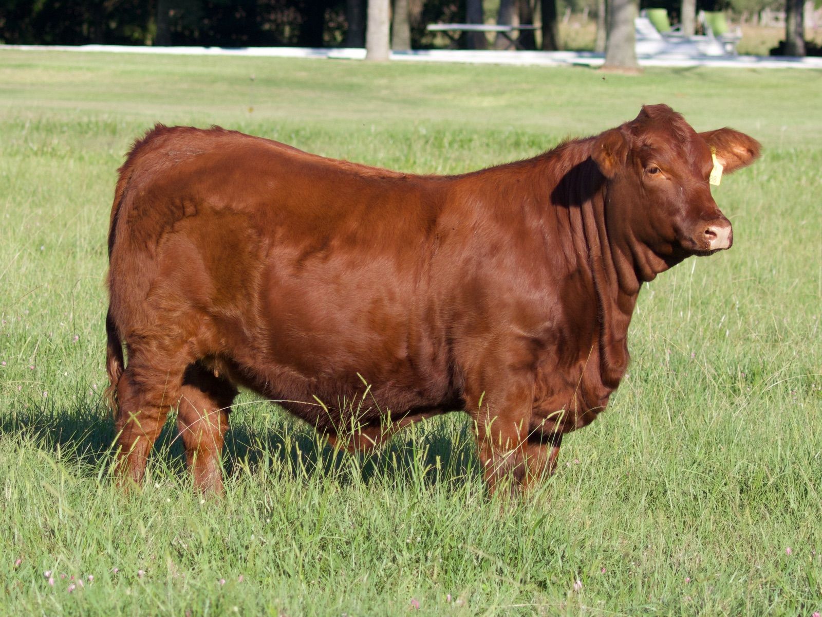 RINCON IBERA  25954 RIDEI_C DRAGO FIV