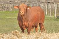 RINCON IBERA 23418 PLATA FACIL 21131 FIV