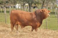 RINCON IBERA 23423 DRAGO 19050 FIV