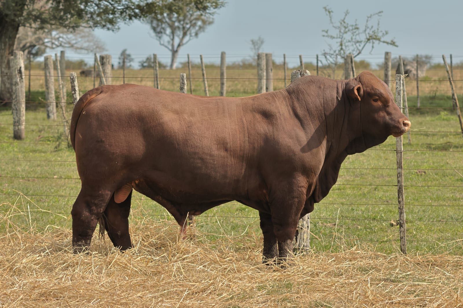 RINCON IBERA 24543 RDI