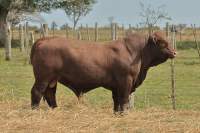 RINCON IBERA 24543 RDI