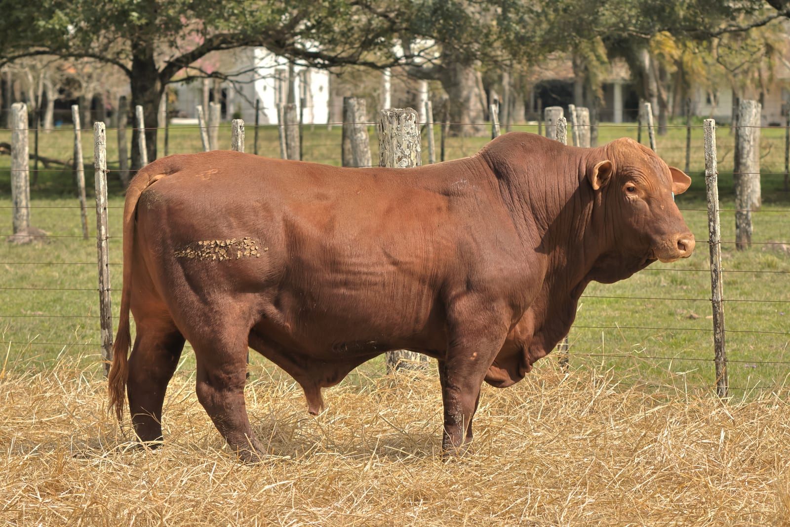 RINCON IBERA 24546 RDI