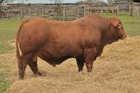 RINCON IBERA 24551 RDI RENEGADO FIV