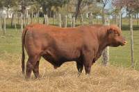 RINCON IBERA 24630 RDI ESENCIAL