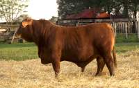 RINCON IBERA 24667 RDI RENEGADO