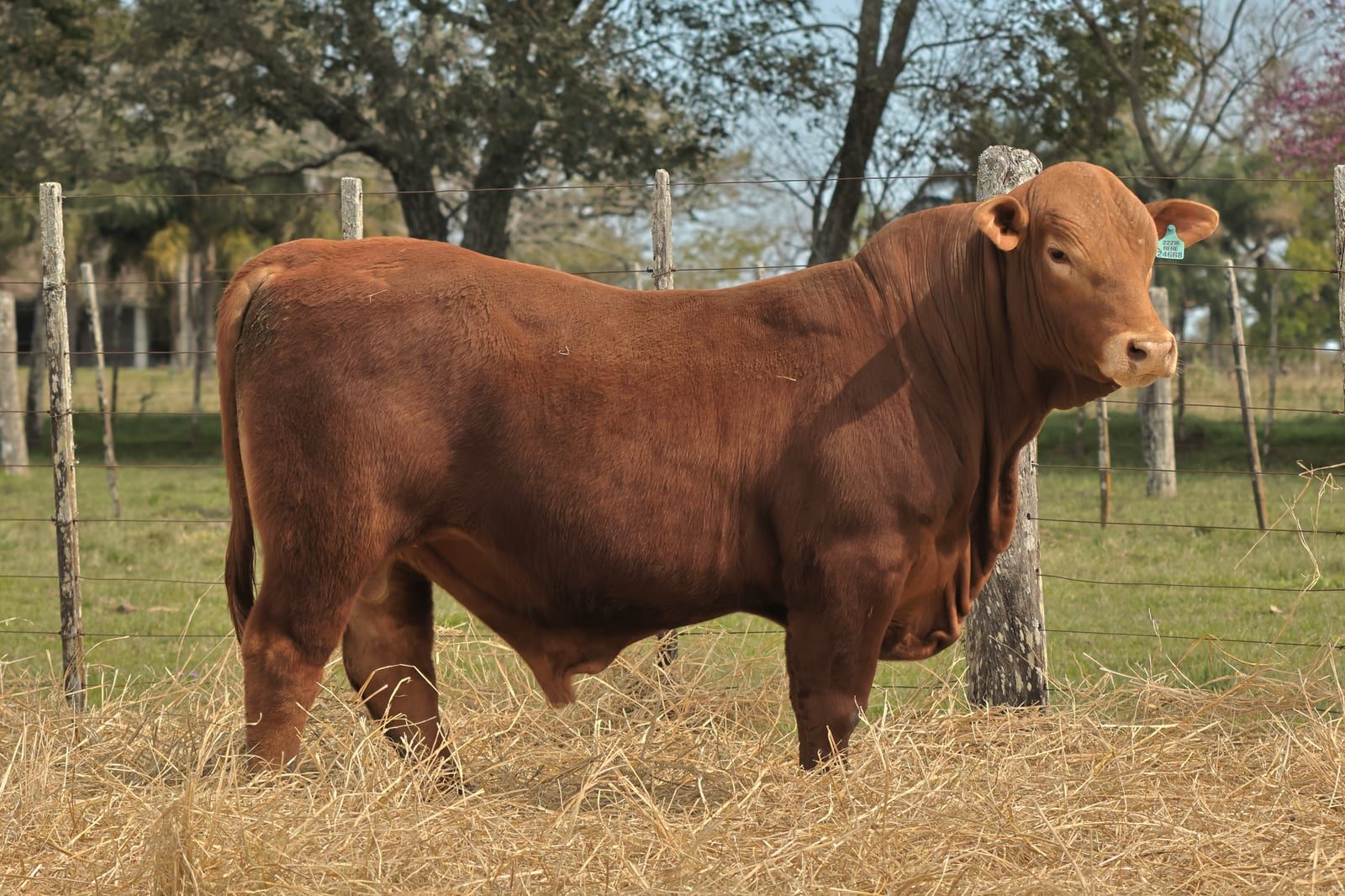 RINCON IBERA 24668  RDI RENEGADO