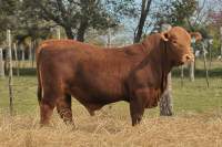 RINCON IBERA 24668 RDI RENEGADO