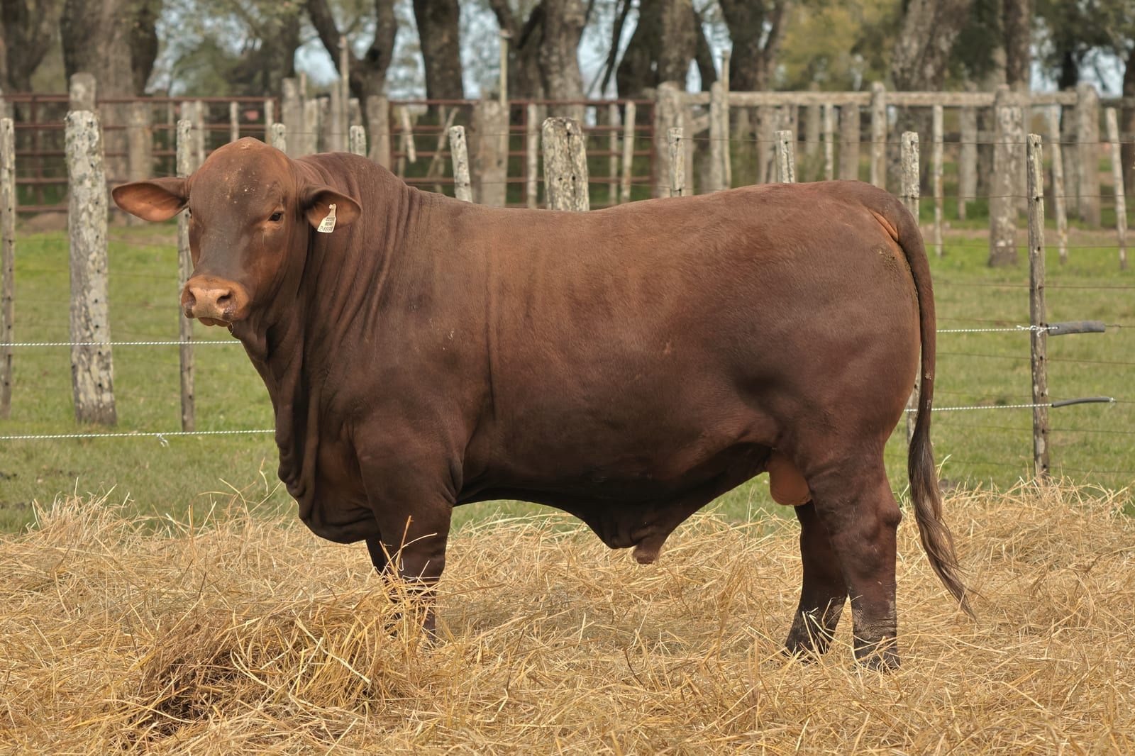 RINCON IBERA 24695  RDI RENEGADO FIV