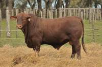 RINCON IBERA 24695 RDI RENEGADO FIV