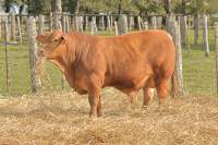 RINCON IBERA 24744 RDI MUNDIAL FIV