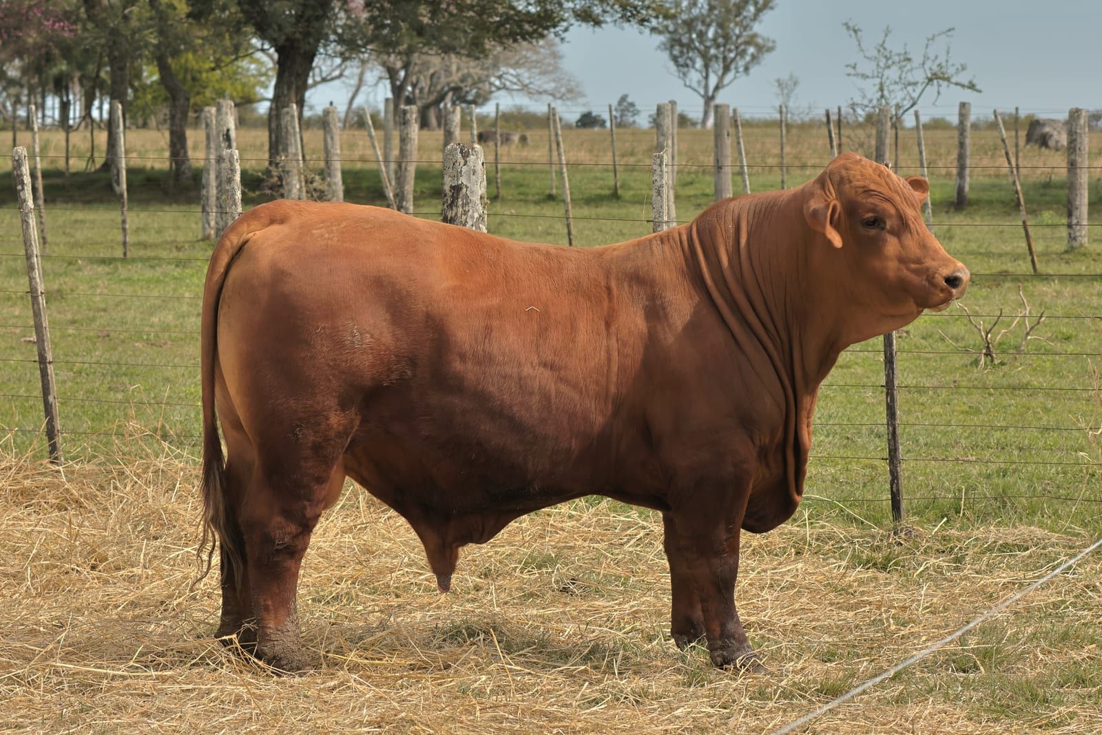 RINCON IBERA 24749  RDI MUNDIAL FIV