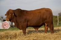 RINCON IBERA 24759 RDI RENEGADO FIV