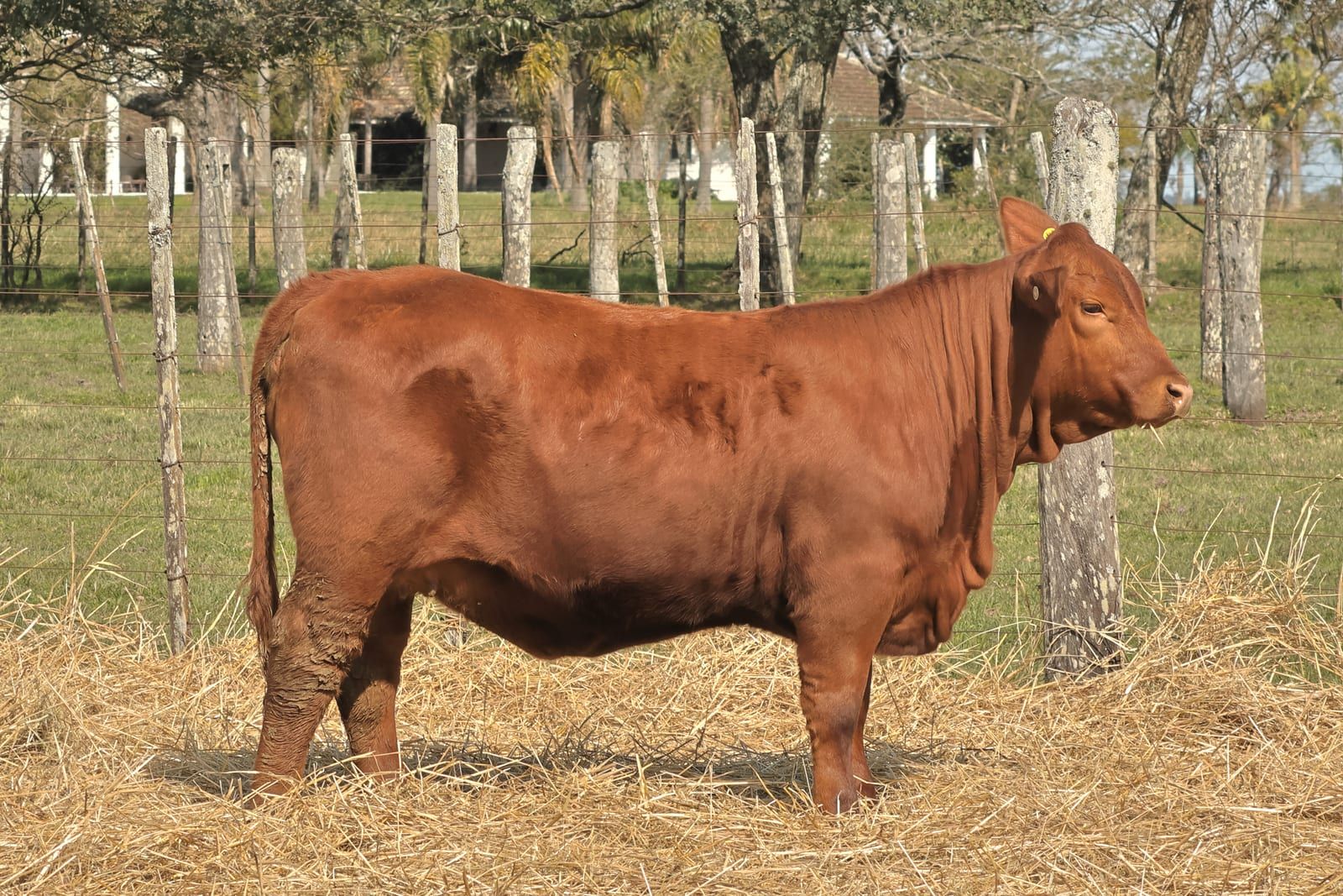 RINCON IBERA  25940 RIDEI_C CAYENNE FIV