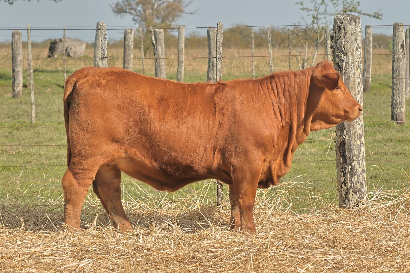 RINCON IBERA  25960 RIDEI_C DRAGO FIV