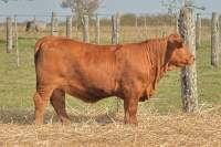 RINCON IBERA 25960 RIDEI_C DRAGO FIV