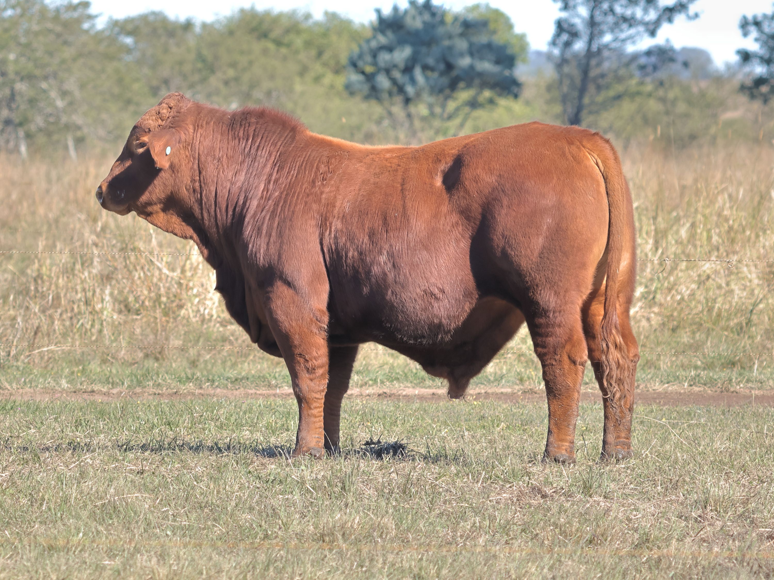 RINCON IBERA 24661  RDI GUAYAIBI