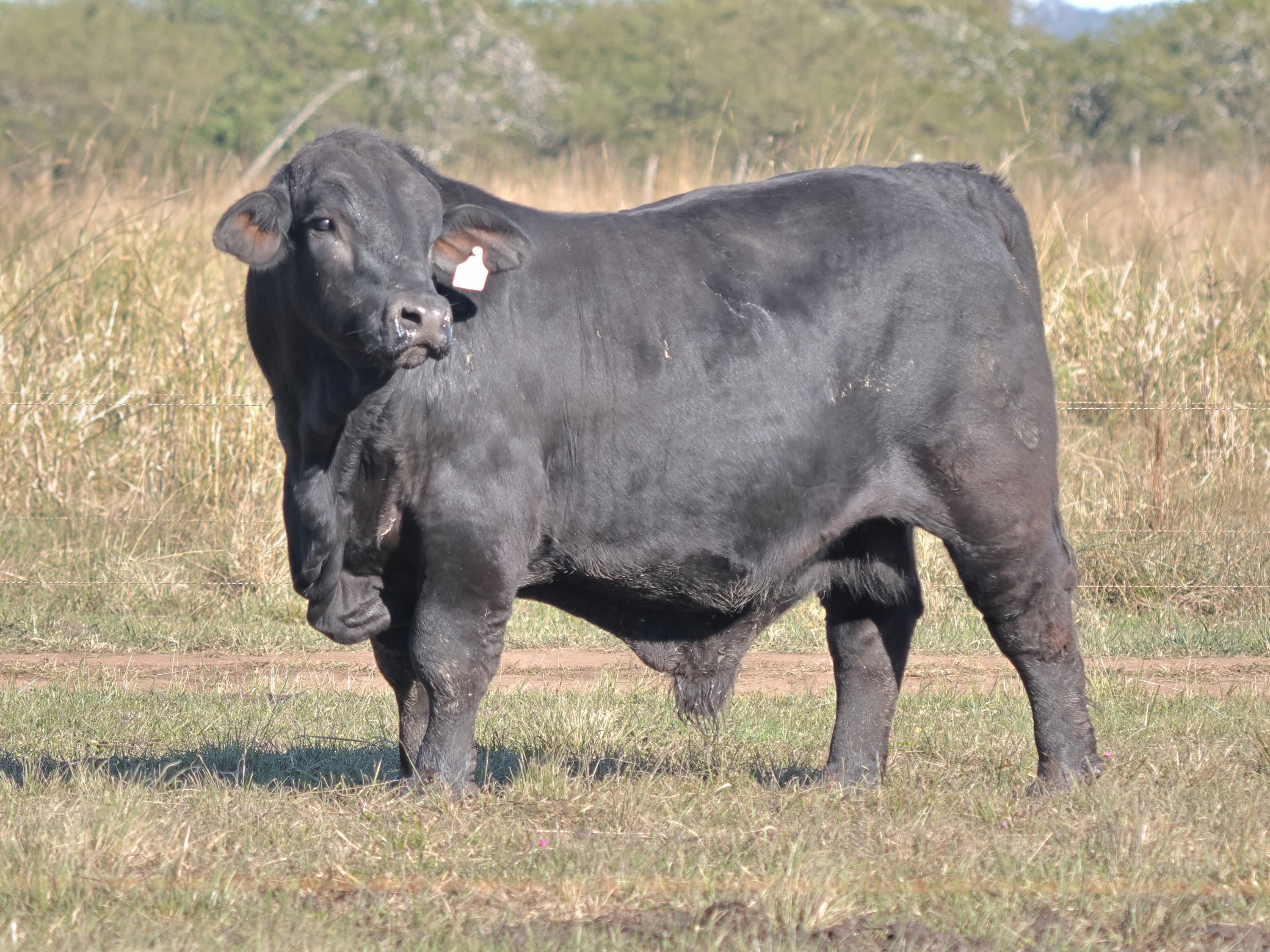 RINCON IBERA 24752 RDI IMPOSIBLE FIV
