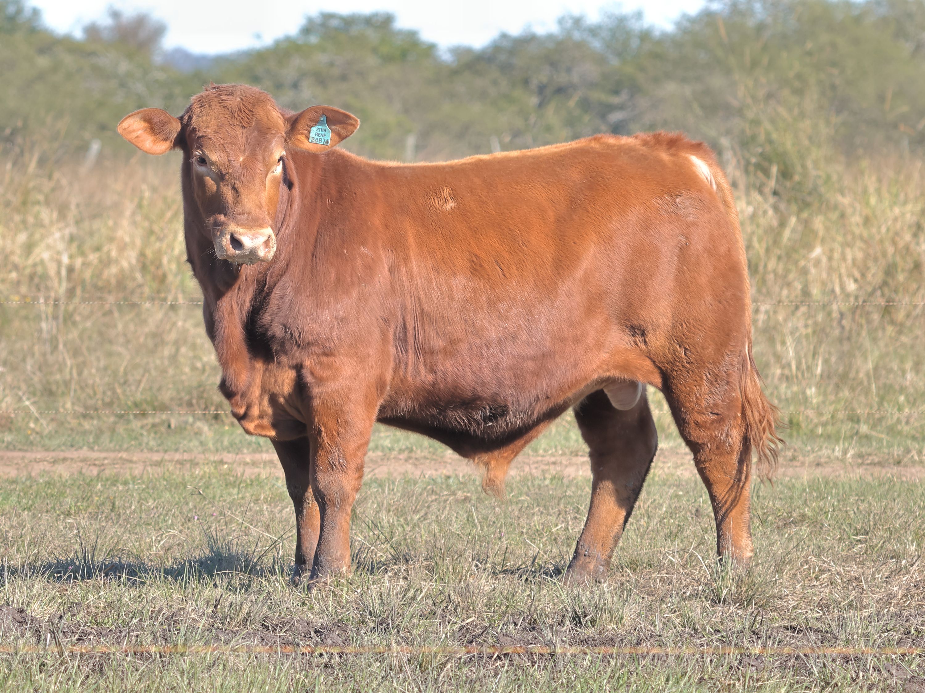 RINCON IBERA 24674  RDI RENEGADO
