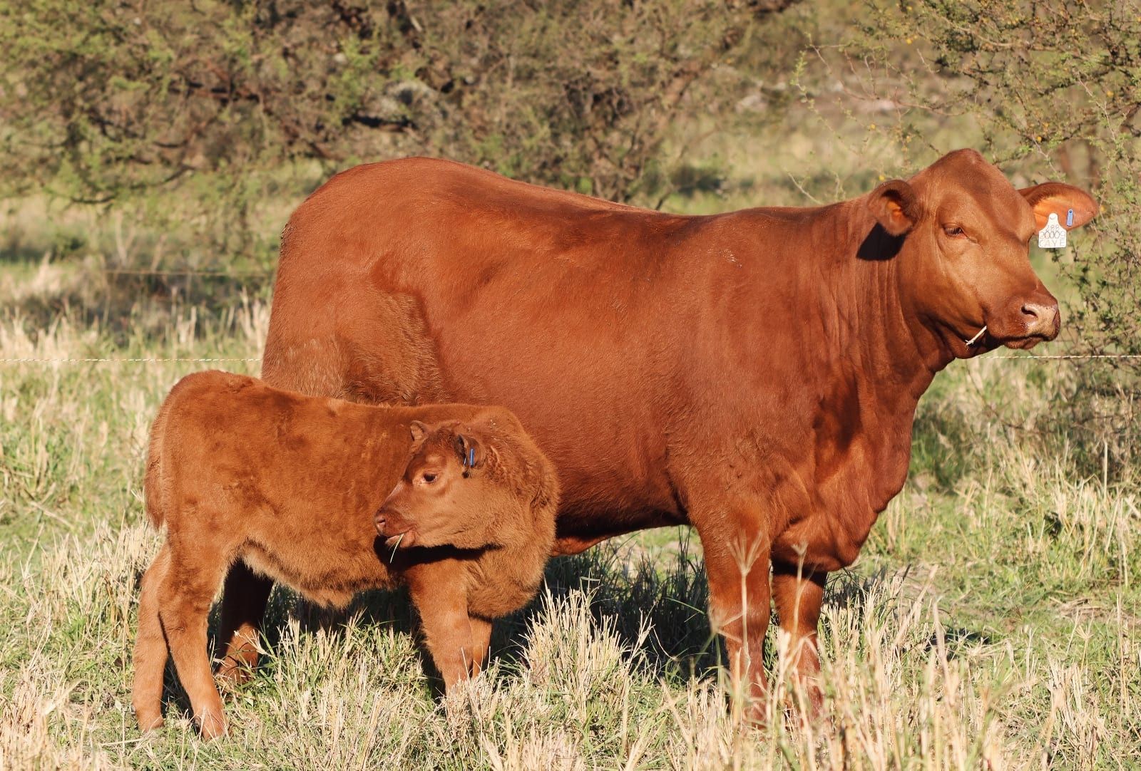 RINCON IBERA 22288