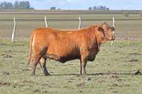RINCON IBERA 23380 PLATA FACIL 21131 FIV