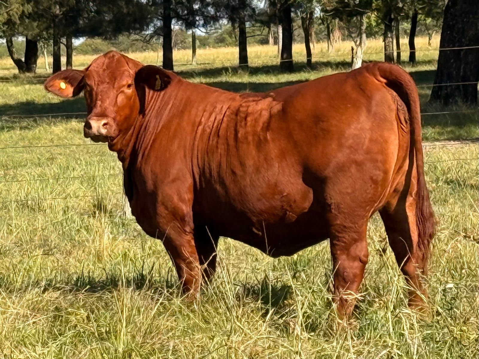 RINCON IBERA 24528 RDI RENEGADO
