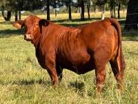 RINCON IBERA 24528 RDI RENEGADO