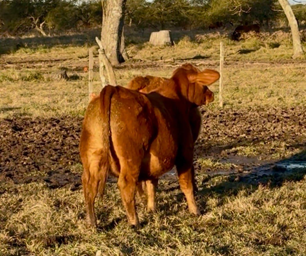 RINCON IBERA 25136 RDI MUNDIAL FIV