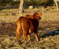 RINCON IBERA 25136 RDI MUNDIAL FIV