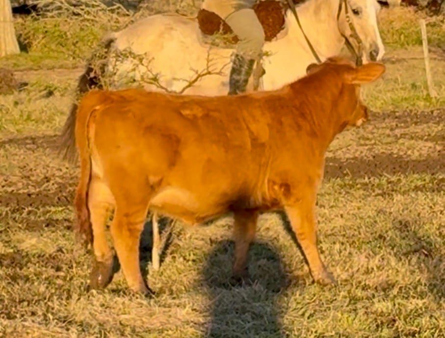 RINCON IBERA 25138 RDI ALEMAN FIV