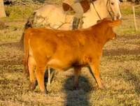 RINCON IBERA 25138 RDI ALEMAN FIV