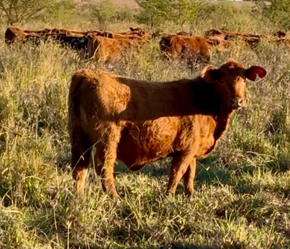 RINCON IBERA 25148 RDI DRAGO FIV