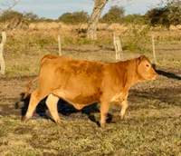 RINCON IBERA 25152 RDI ALEMAN FIV