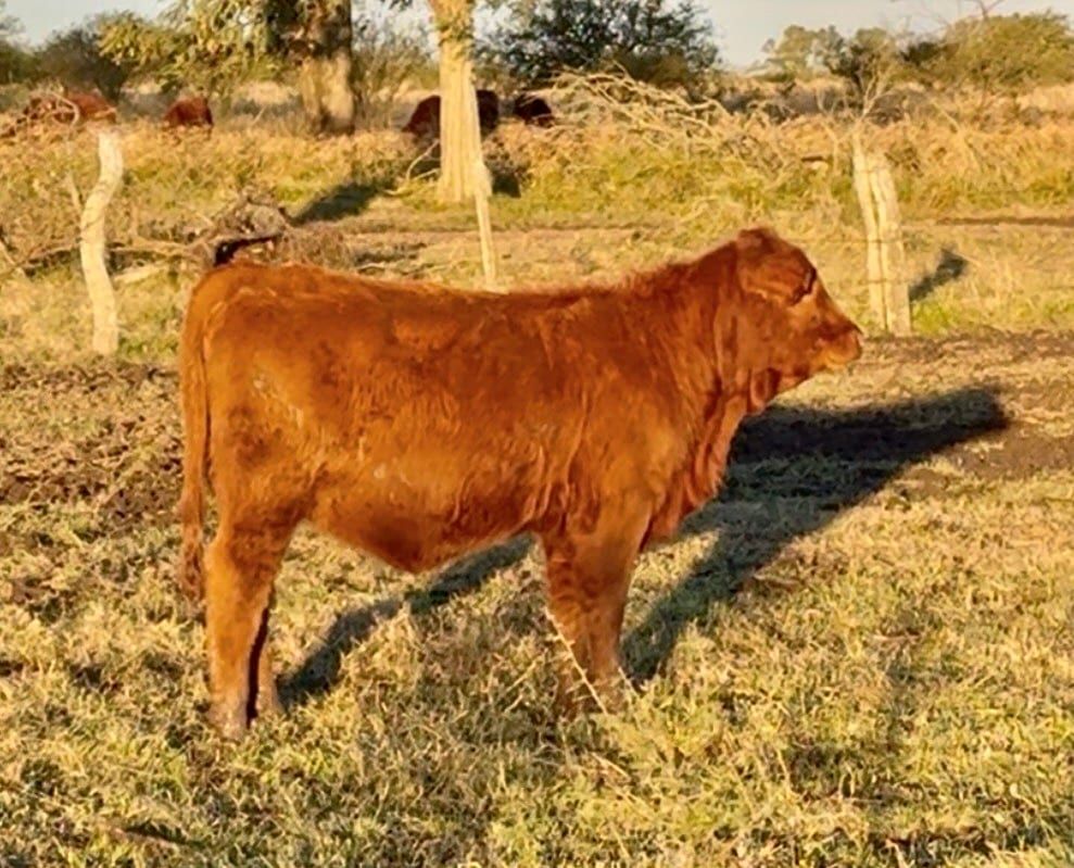 RINCON IBERA 25182 RDI BATACAZO FIV