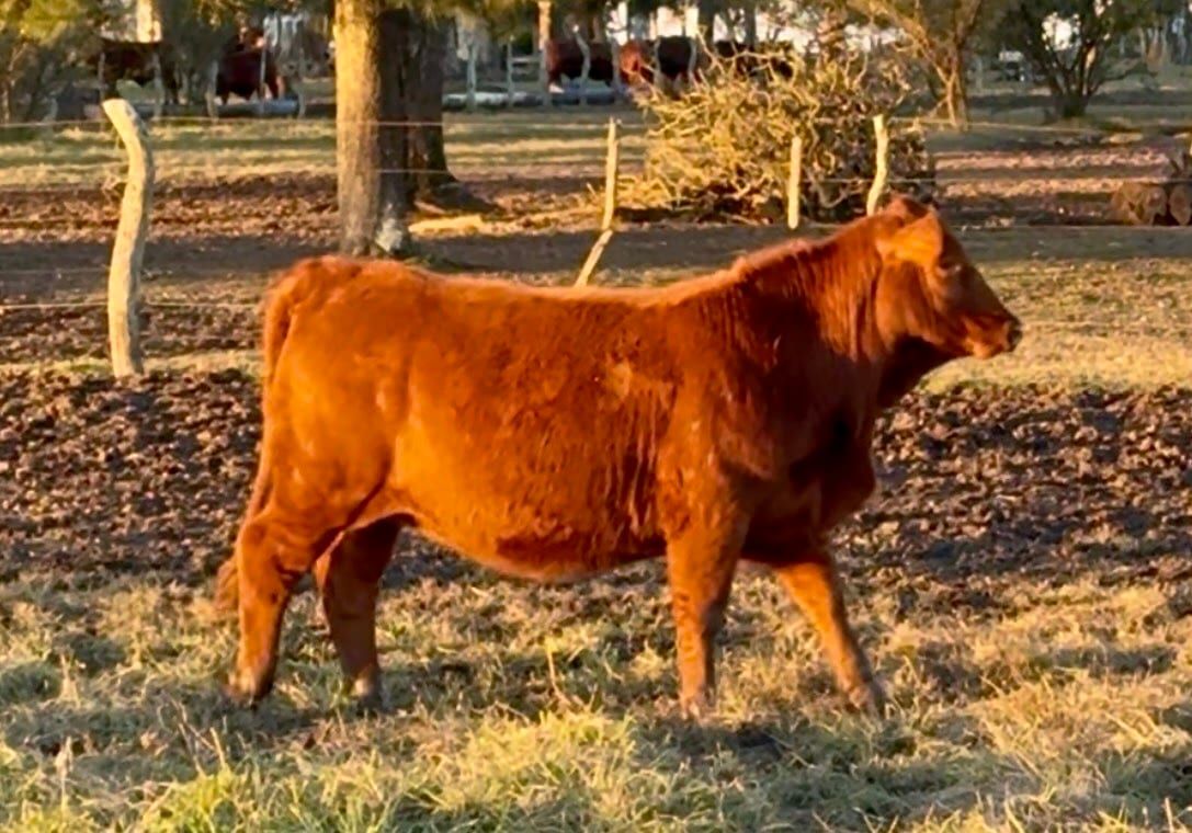 RINCON IBERA 25193 RDI DRAGO FIV