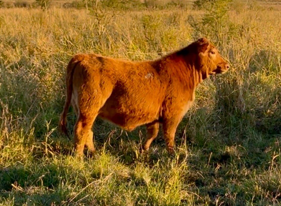 RINCON IBERA 25206 RDI BATACAZO FIV